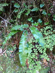 Asplenium scolopendrium scolopendrium