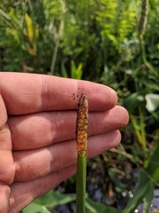 Eleocharis equisetoides