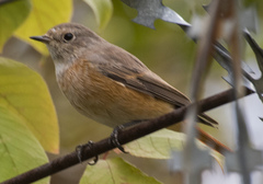 Phoenicurus phoenicurus