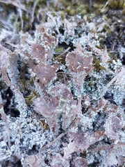 Cladonia grayi