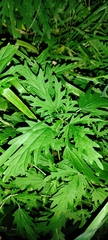 Urtica cannabina