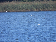 Laridae