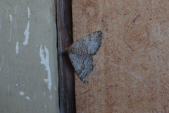 Chrysolarentia