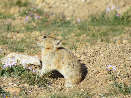 Pallas's Pika