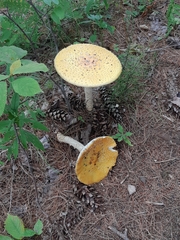 Amanita