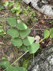 Vicia pisiformis
