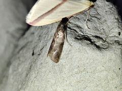 Acrobasis sodalella