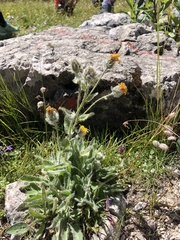 Hieracium villosum