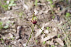 Caladenia pectinata