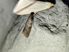 Acrobasis sodalella
