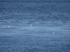 Laridae