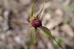 Caladenia pectinata