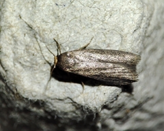Achroia grisella