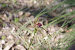 Caladenia pectinata