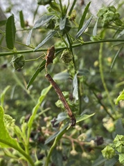 Asopinae