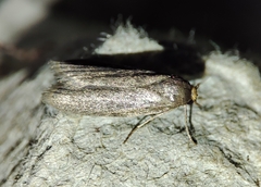 Achroia grisella
