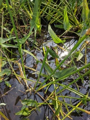 Eleocharis equisetoides