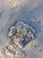 Muricidae