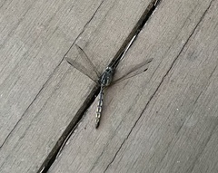 Orthetrum albistylum speciosum