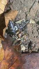 Neotibicen pruinosus