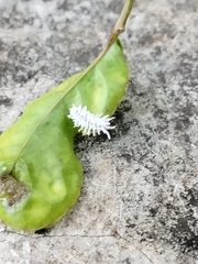 Cryptolaemus montrouzieri