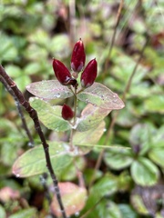Hypericum virginicum