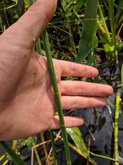 Eleocharis equisetoides