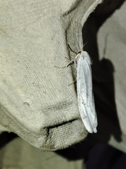 Coscinia chrysocephala