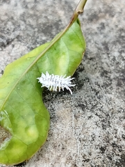 Cryptolaemus montrouzieri