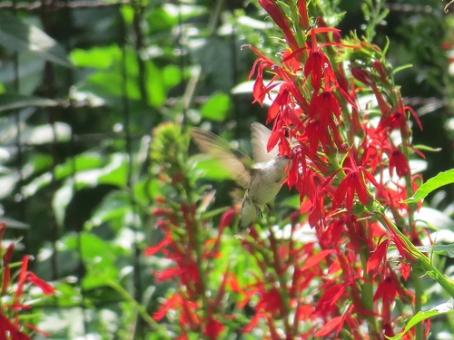 Ruby-throated Hummingbird photographed in New Jersey