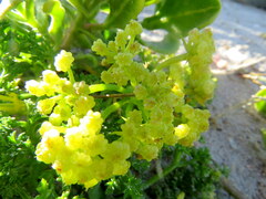 Dasispermum suffruticosum