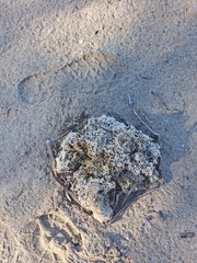 Muricidae