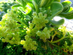 Dasispermum suffruticosum