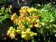 Dasispermum suffruticosum