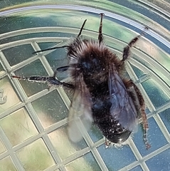 Bombus campestris