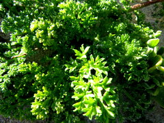 Dasispermum suffruticosum