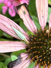 Oecanthus pini