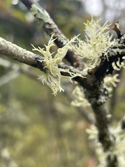 Ramalina americana