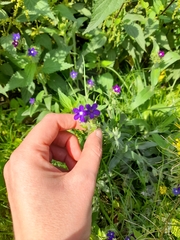 Anchusa