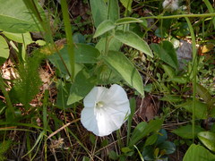 Calystegia spithamaea