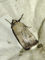 Agrotis trux