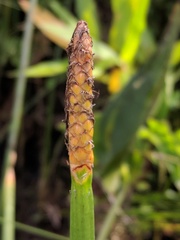 Eleocharis equisetoides