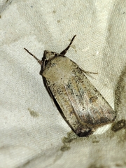 Agrotis trux
