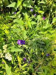 Anchusa