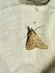 Dolicharthria punctalis