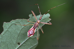 Epidaus sexspinus