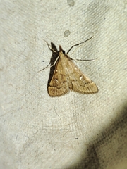 Dolicharthria punctalis