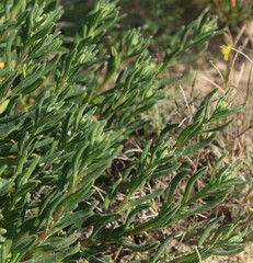 Tetragonia fruticosa