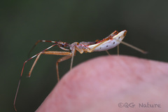 Epidaus sexspinus