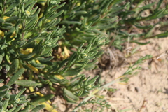 Tetragonia fruticosa